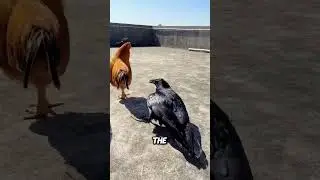 Smart Crow Steals Money & Causes Trouble!😂💸#animals #shorts #crow #story #funny