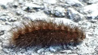 what is it? Video for kids & parents