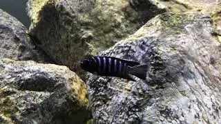 Tropheops Elongatus Mbako Undu Reef.