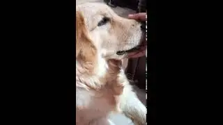 Dog gets angry if you touch his nose.