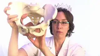 What Causes Rectocele (&ldquo;Posterior Prolapse&rdquo;)?
