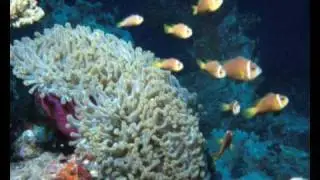 Tropical fish by youvea.com simple fade multicolor transition
