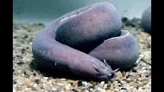 Lamproies et myxines : myst&eacute;rieux poissons agnathes.