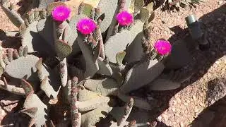 JayK  Channel: Opuntia Species