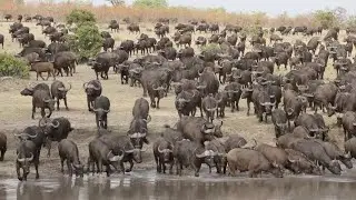 Huge herd of buffalo on Savanna!