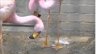 James' flamingo pair April 2014
