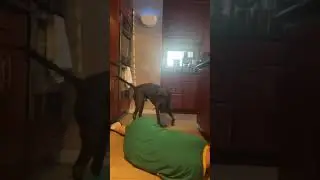 Prank Fail: Dog Picks Up Knife After Owner Pretended to Choke