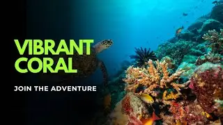 Amazing Coral Fish Species | Hidden Coral Fish Wonders | Rare Coral Fish Unveiled!