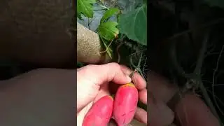 Ivy gourd 🤔😱 | scarlet gourd #fruit #satisfyingvideos #viralshorts #shorts #vegetables