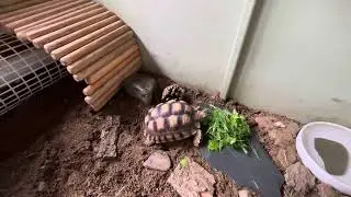 Temporary new house for flash the tortoise 🐢 I think he&rsquo;s loving it 😍