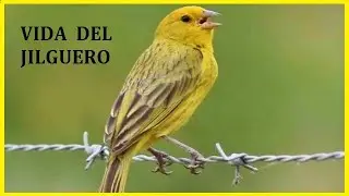 El Jilguero, Costumbre, Hábitad, Reproducción, Alimentación.