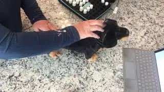 2.Raindrop Technique for Dogs -- Technique Demonstration