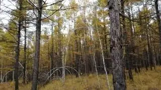 At the centre of a golden coniferous tree forest in China on 2025/09/22 at 10:35! #travel #nature