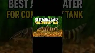 BEST ALGAE EATER? DON&rsquo;T DO THIS MISTAKE!