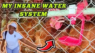 automatic drinkers and water system for my layer chickens #chicken #freerangechickens #easyfarming