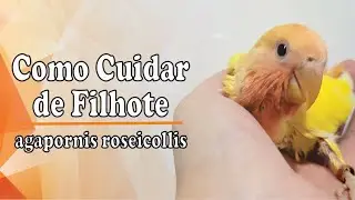 Como Cuidar de Filhote de Agapornis na Papinha