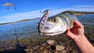 Mechanic Lures Hybrid 50fs FIRST PRESENTATION | by KN Fishing Stores