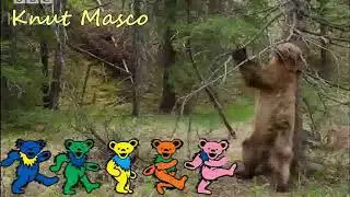 Bear Dancing to the Grateful Dead