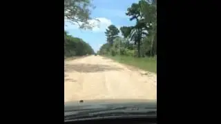 Camino del gallo al corsodromo