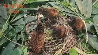 The young hunting birds eat snake prey that the mother bird has brought back