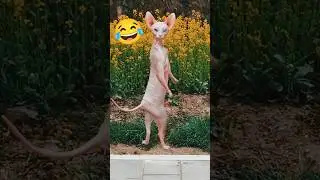 Funniest Animal Videos 2025 🐶🐱🤣 | Cute & Hilarious Animal | #shorts #shortsvideo #animalvids360