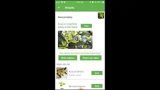 PlantSnap identifies a Sydney golden wattle (Acacia longifolia)