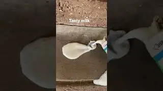 Ranch Milk #comedy #challenge #win #tasty