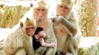 Jill Monkey Breastfeed to Jason Baby Her Son, Tiny Jason Adorable & need Huge Milk #LoverMonkey