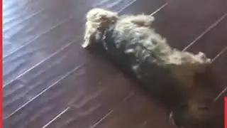 Dogs Only Wake Up When They Hear The Lead Move