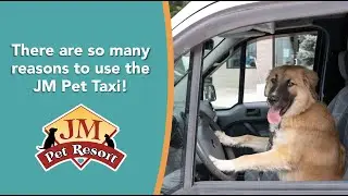 There are so many reasons to use the JM Pet Taxi! 🚕