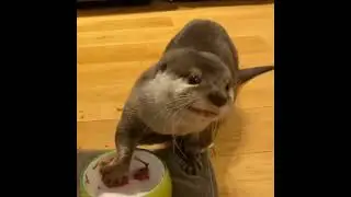 Princess Otter Qoo happily enjoying her meal 😋🥰❤🦦|OtterNoise|Cute Otter