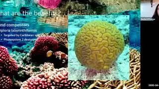 Chemical Defenses in Sessile Organisms