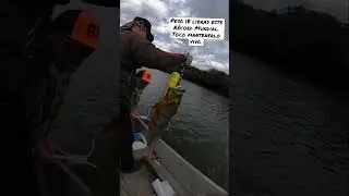 As&iacute; mantuvimos vivo este r&eacute;cord mundial.  #recordmundialdepesca #igfa #peacockbass #tucunare