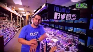 Video 01 PFK Professional Fish Keepers