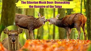 The Siberian Musk Deer: Unmasking the Vampire of the Taiga