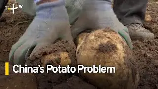 Scientists in China Say Climate Change Will Devastate Potato Crops｜TaiwanPlus News