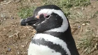 Magellanic penguin Spheniscus magellanicus is a South American Penguin, Patagonia