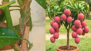 Mango Tree Grafting Technique Ready to Bear Fruit