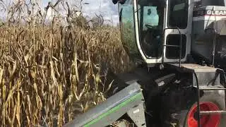 Gleaner F3 combining corn