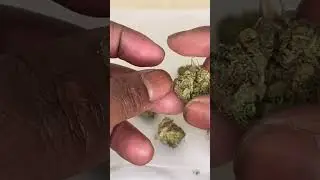 Discover THCA Natalya: Potency & Flavor Unleashed!