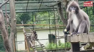 Spectacle Monkey : Train : Sepahijala is one of the last habitats of the endangered spectacle monkey
