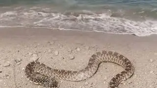 Bull Snake