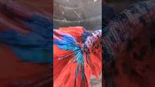 I Brought The World's most beautiful Betta Fish! #fish #aquarium #animals #pets