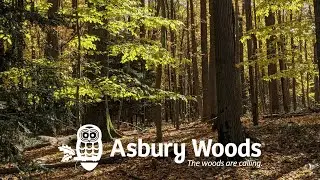 Introduction to Asbury Woods