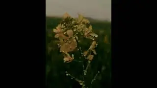 farming WhatsApp status 🌾