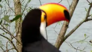 DONRAFATOURS - A VERY RARE TOUCAN AT PISTA CLAUDIO COUTINHO