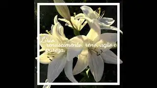Florescer - Lirian Hafey