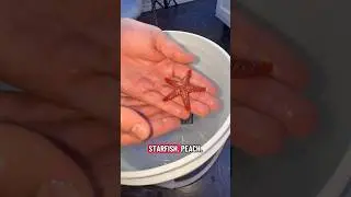 Finding Nemo IRL