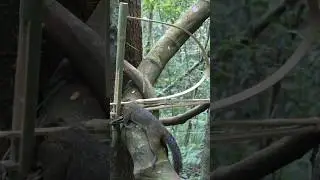 make squirrel trap using bamboo