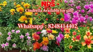 Portulaca - Table Rose - Pathumani Sales - Cindrella 22 Colors Online Sale - Whatsapp : 8248414402